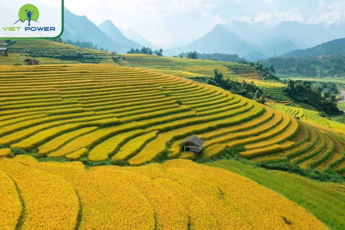 Autumn is the best time to admire the golden terraced fields.