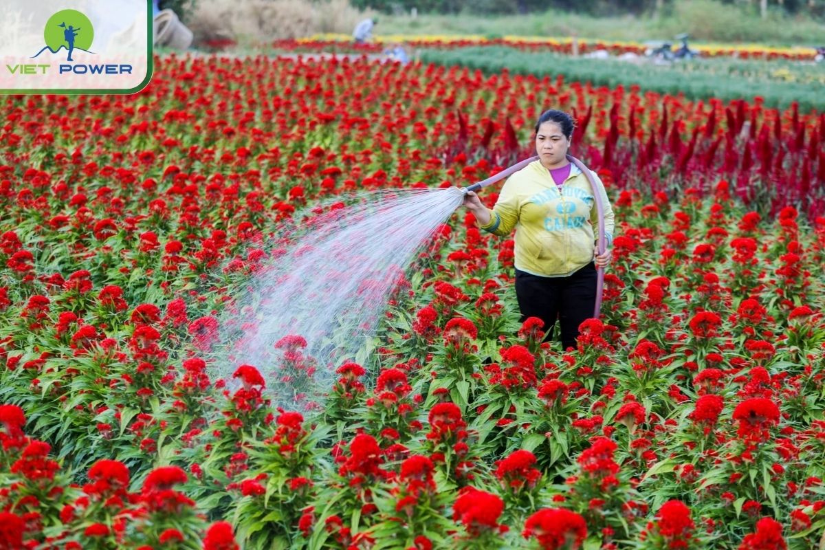 Go Vap Flower Village