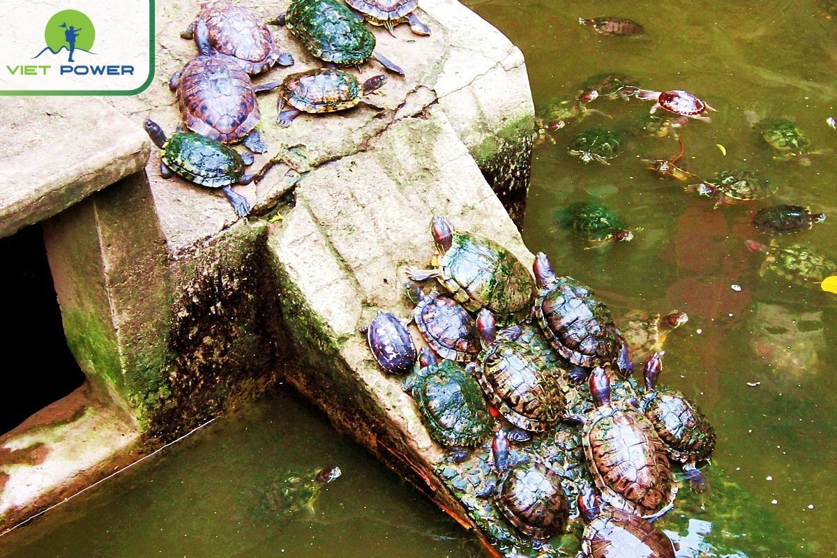 The miniature turtle pond