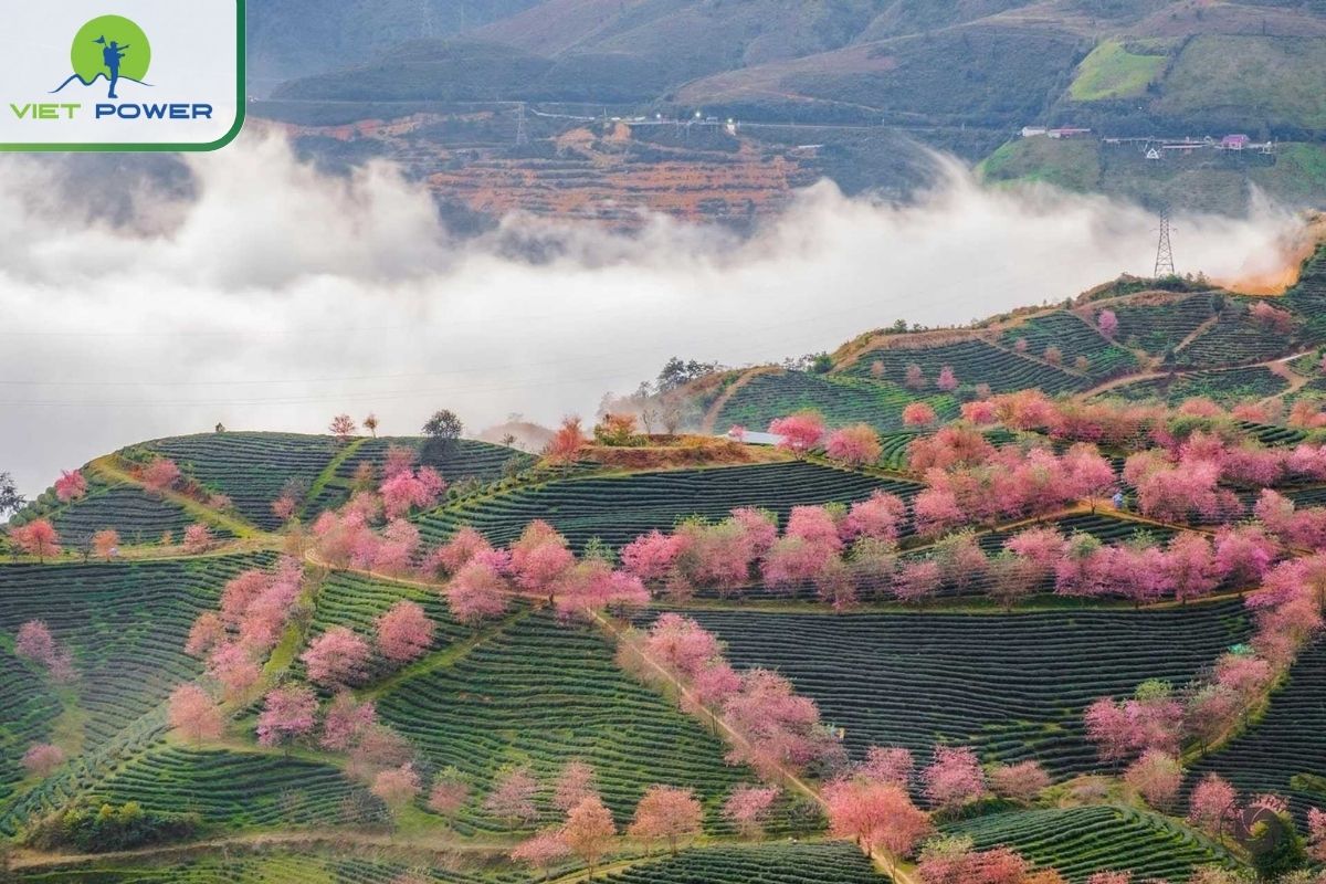 Cherry blossoms are in full bloom, dyeing the tea hillsides pink