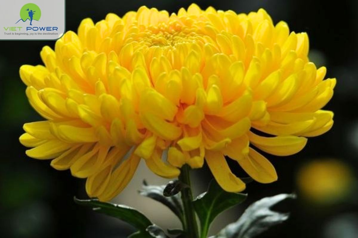 (11) colors and flowers