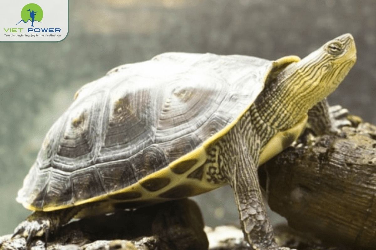 (8) Mythical Creatures 