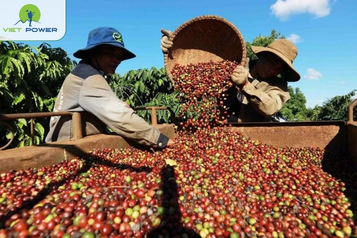 The Central Highlands Power Vietnam’s Coffee Economy