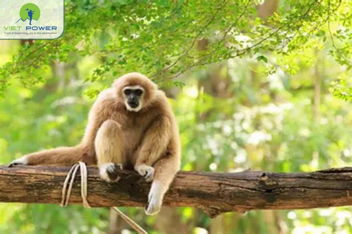 Cat-Tien-National-Park (3)