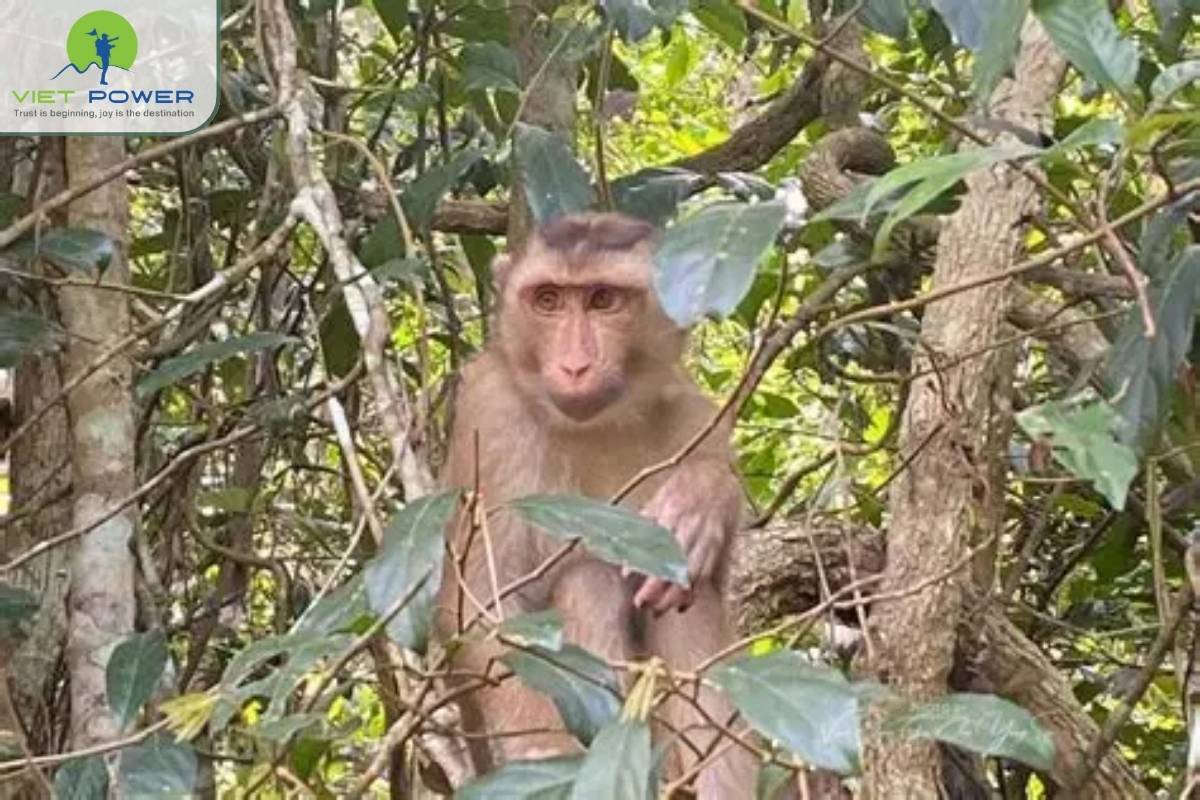 Chu-Yang-Sin-Mountain (3)