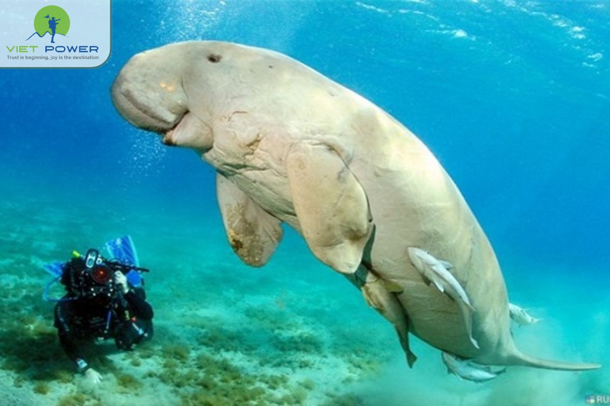 Con Dao vs Phu Quoc (8)