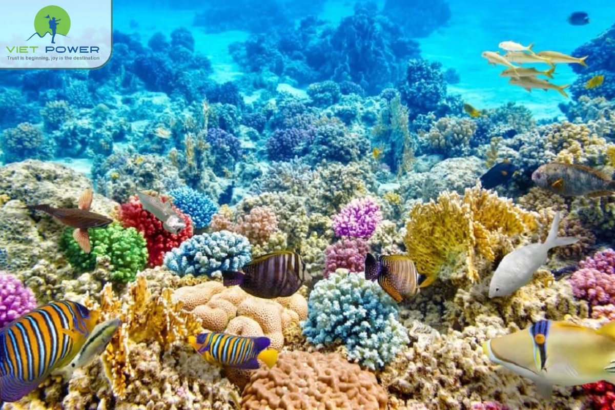 Con Dao vs Phu Quoc (9)