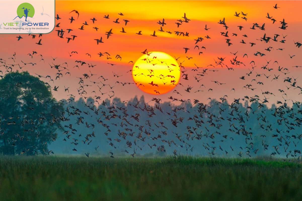 Conservation efforts and ecosystem restoration