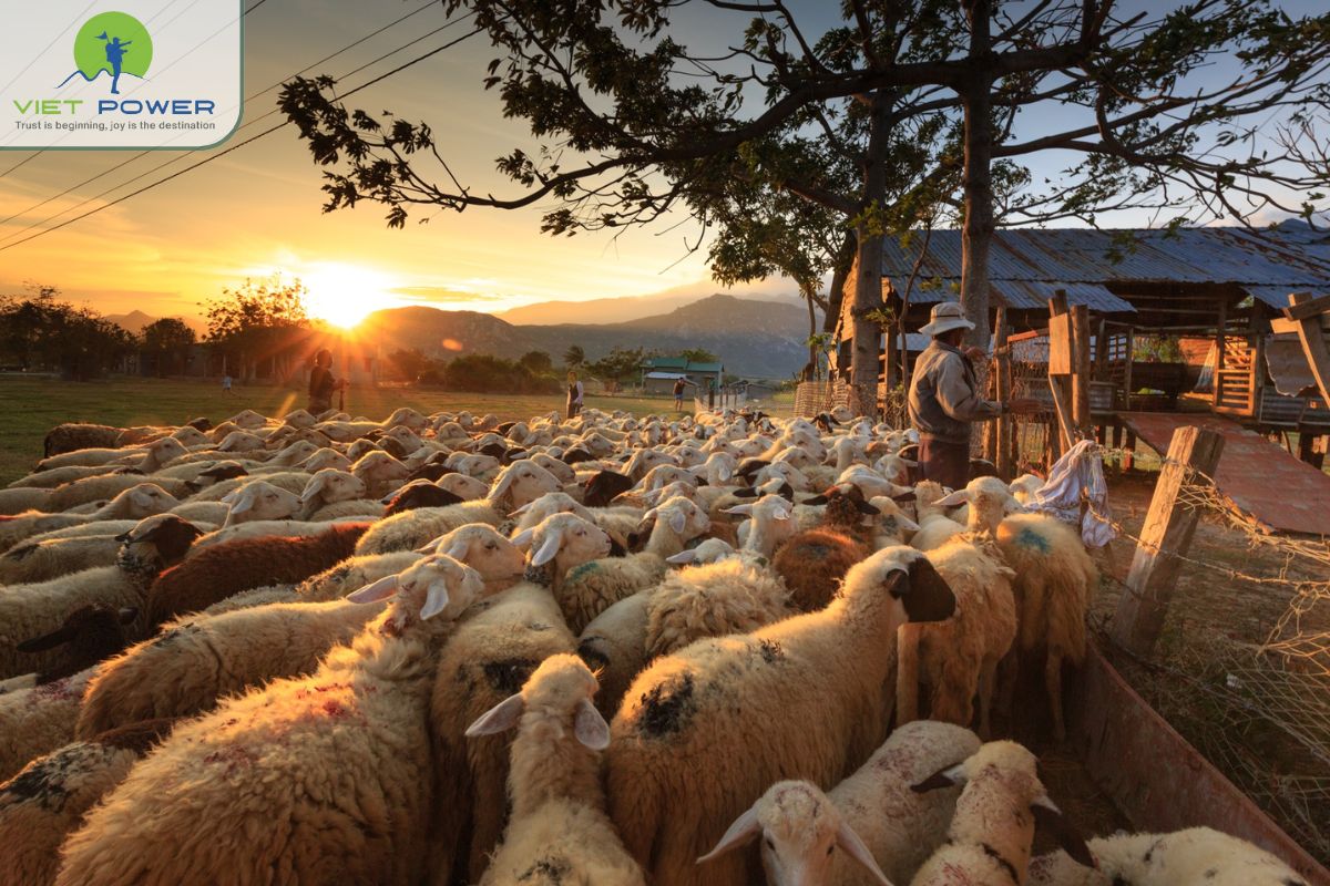 Dunes in Vietnam (13)