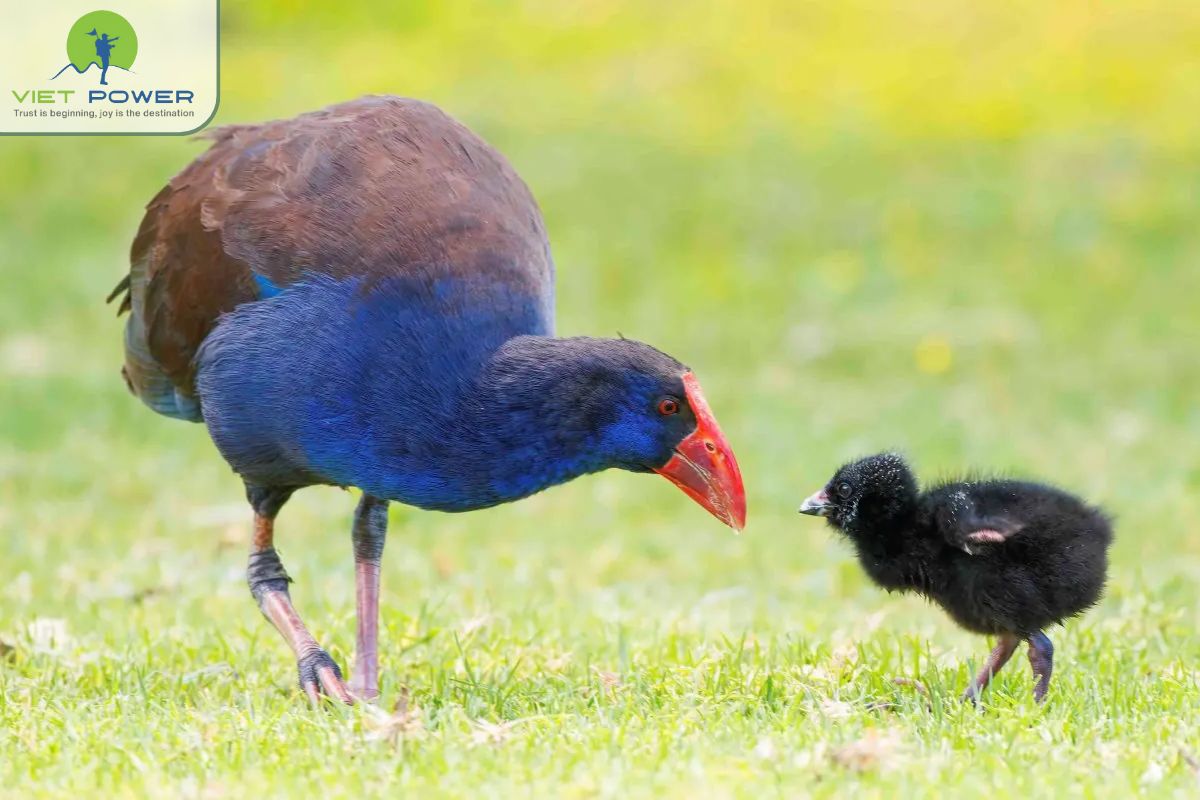 Floating Landscapes in Vietnam (6)