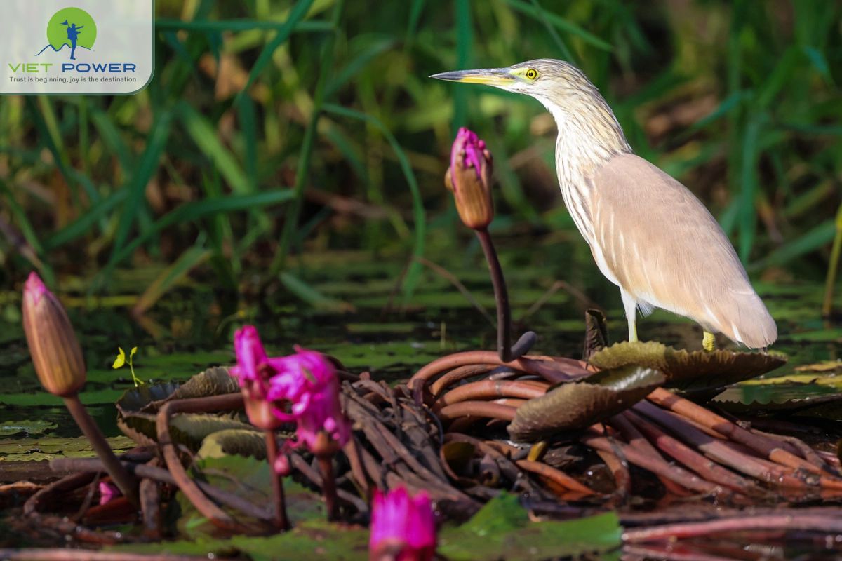 Floating Landscapes in Vietnam (7)