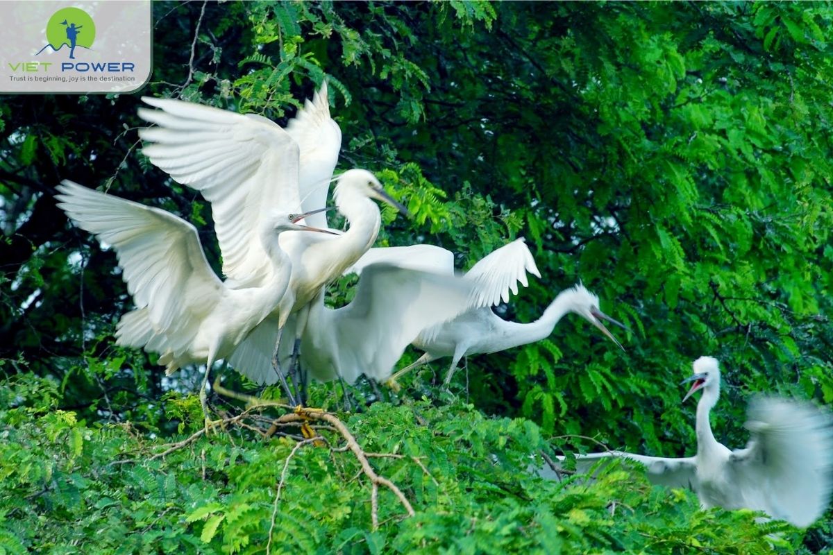 Introduction to Vam Ho Bird Sanctuary