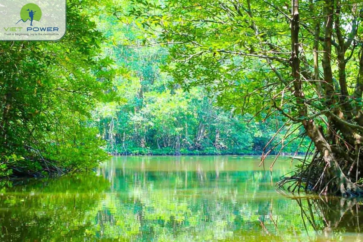 Introduction to Vam Sat Mangrove Forest