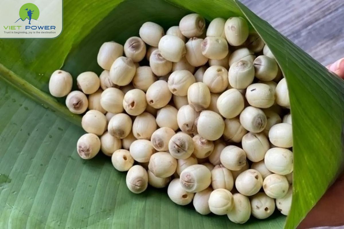 Lotus Vietnam’s National Flower (6)