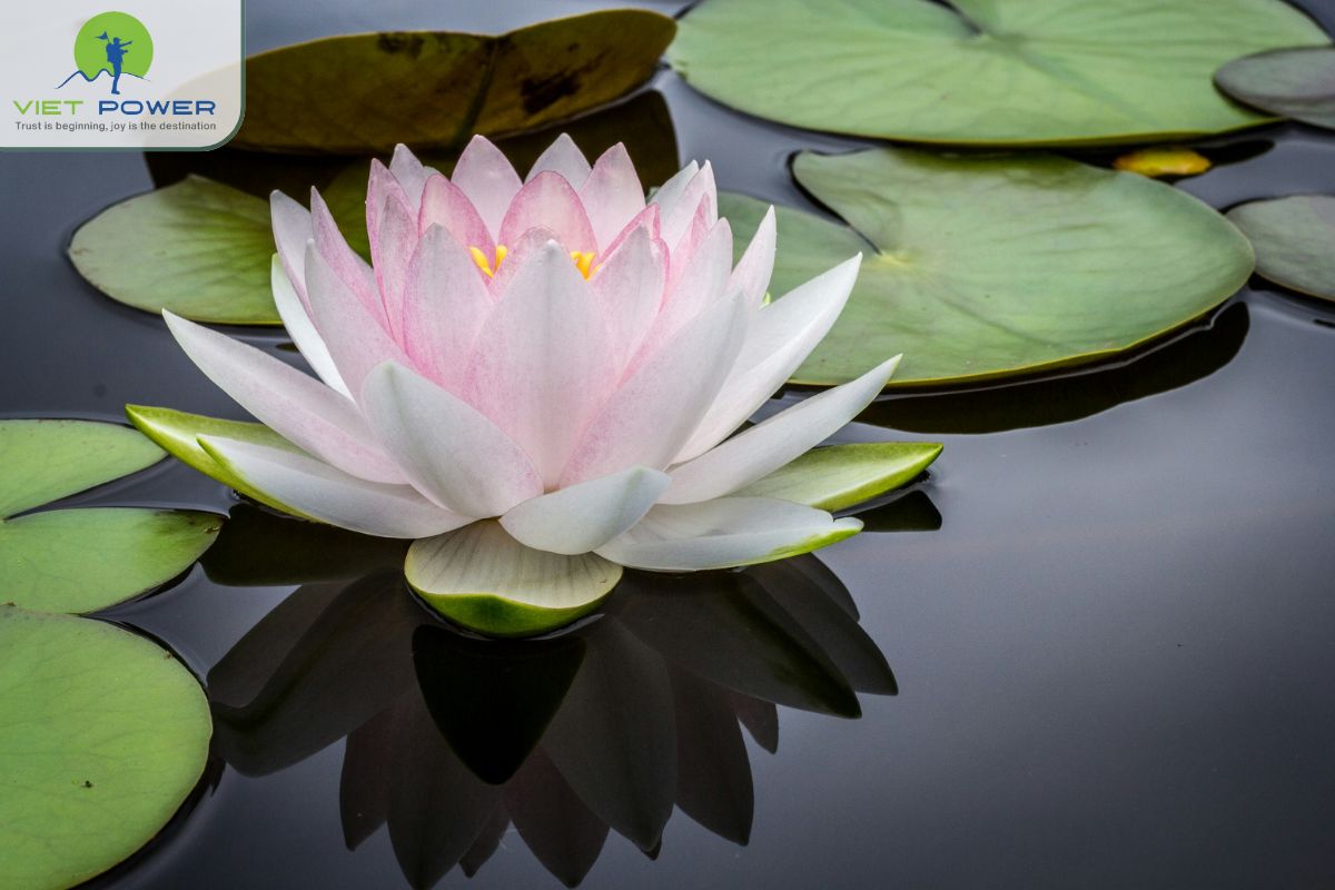 Lotus Vietnam’s National Flower (7)