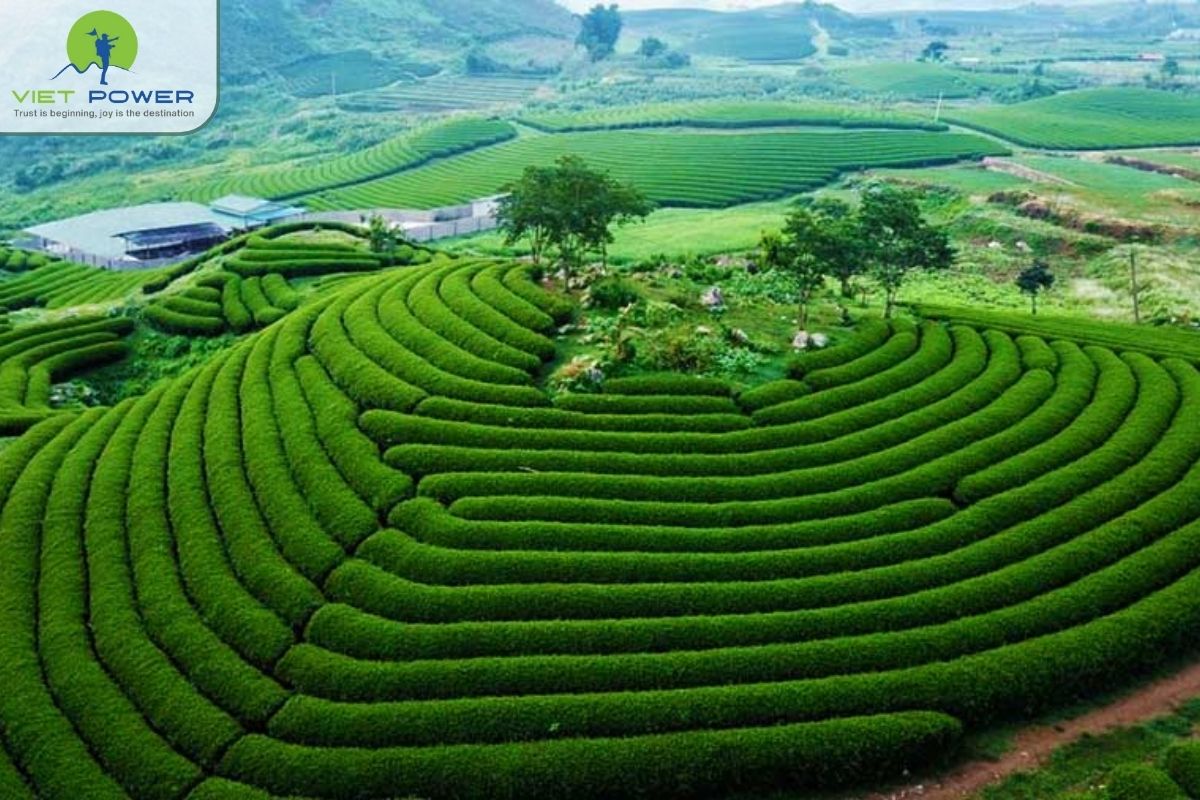 Lush green tea hills and landscapes
