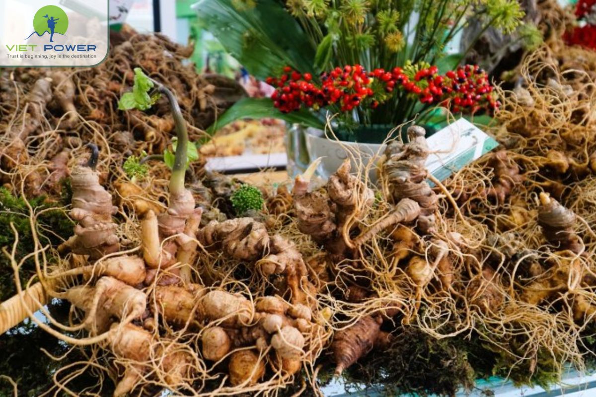 Ngoc Linh Ginseng
