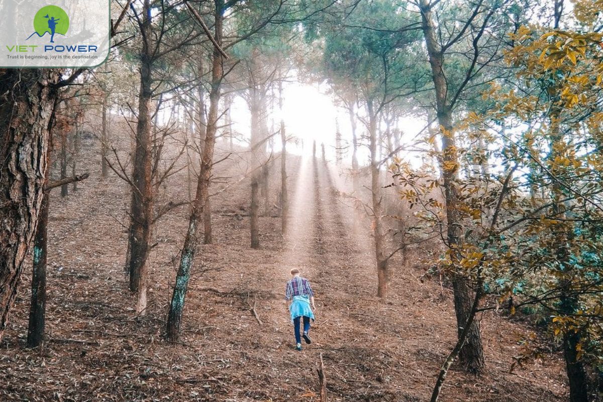 Pine Forest Atmosphere