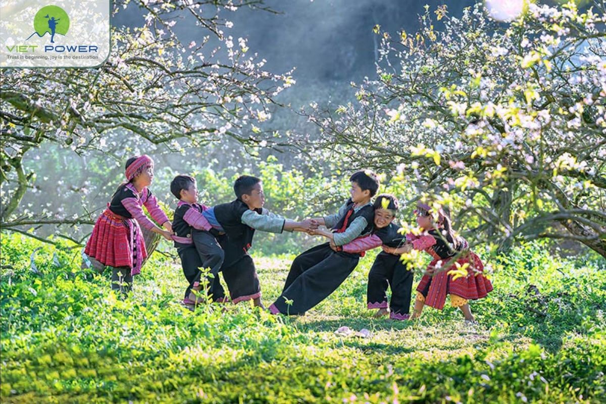 Plum season and fruit orchards