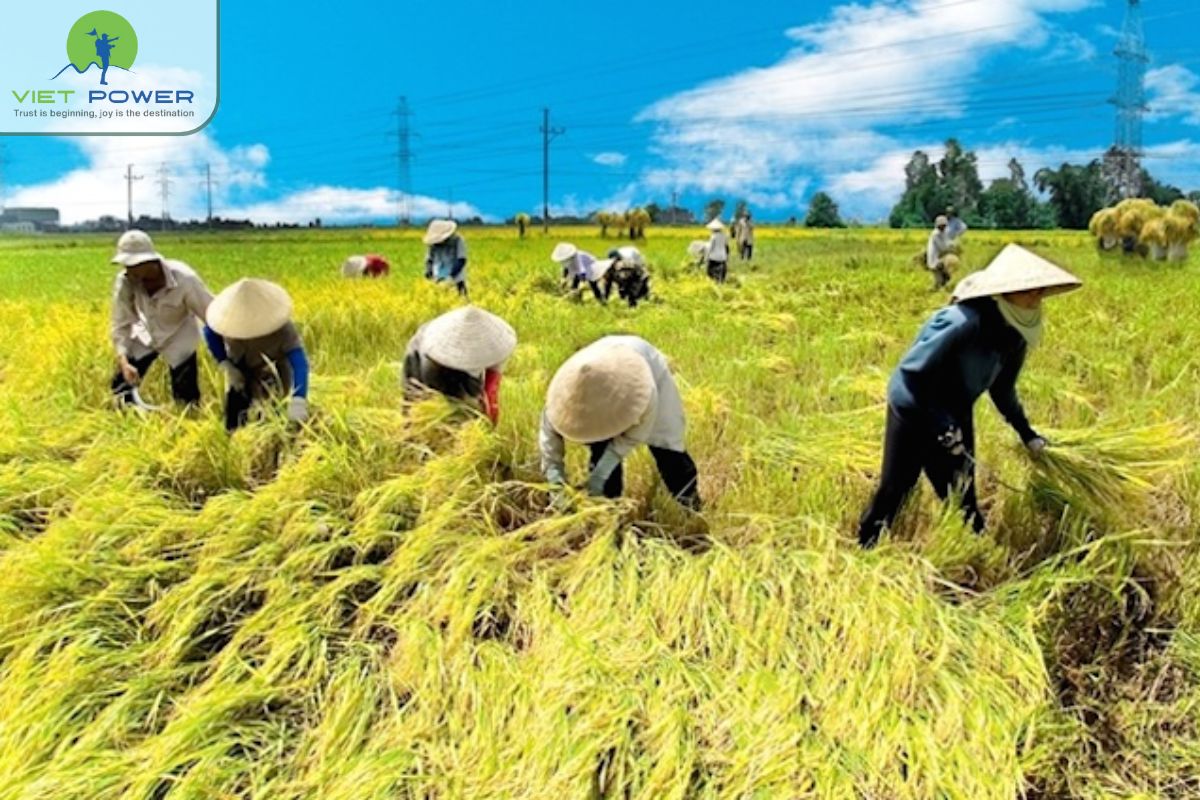 Review of Vietnamese Culture (13)