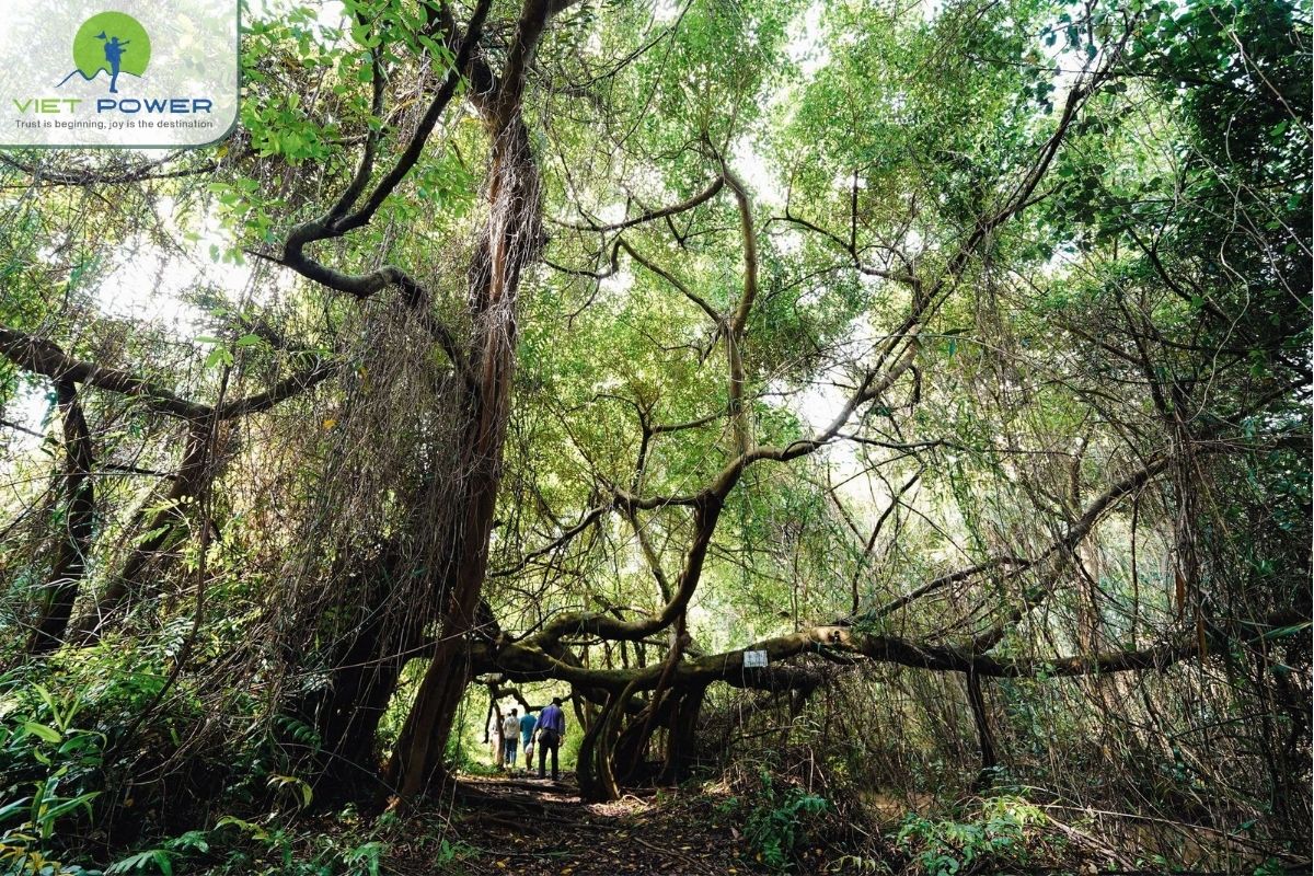 The role of Vam Ho in eco-tourism