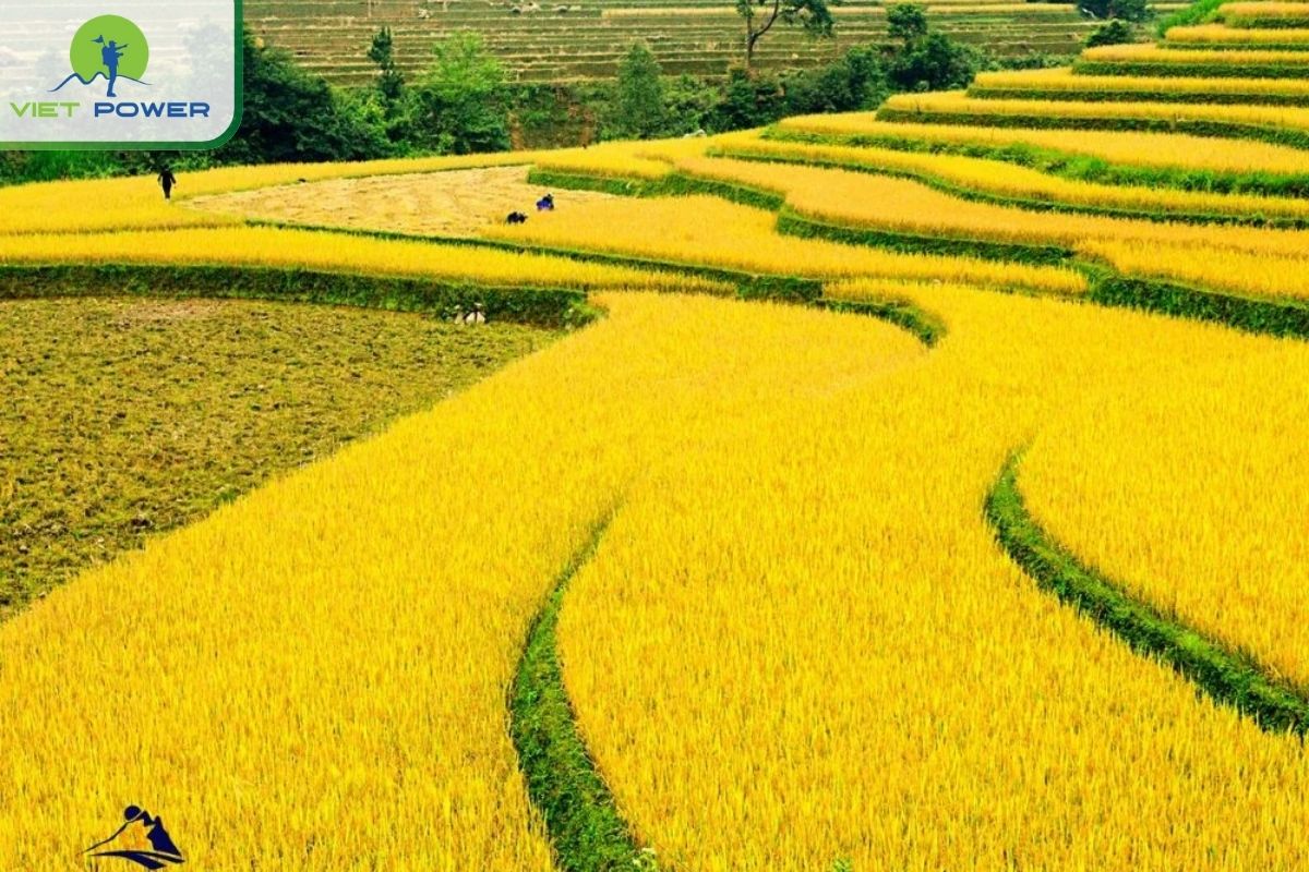 Final Tips for an Unforgettable Sapa Rice Fields Experience