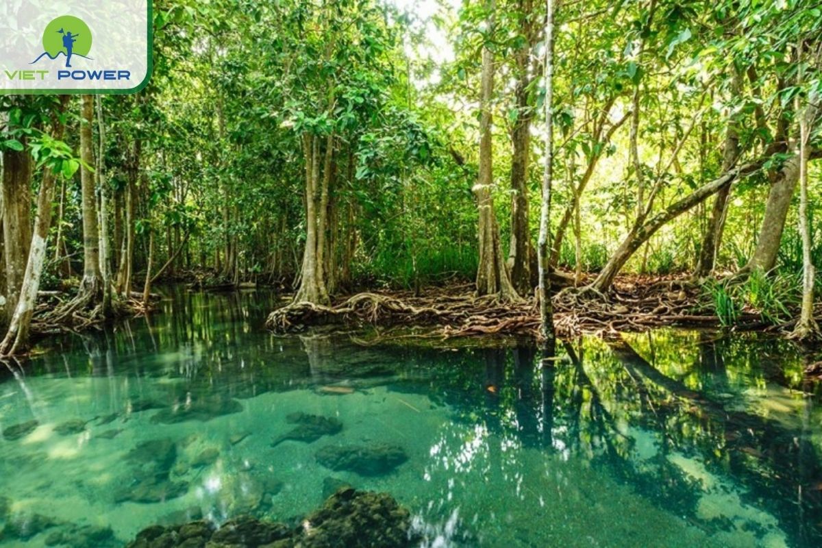 Can Gio Mangrove Forest