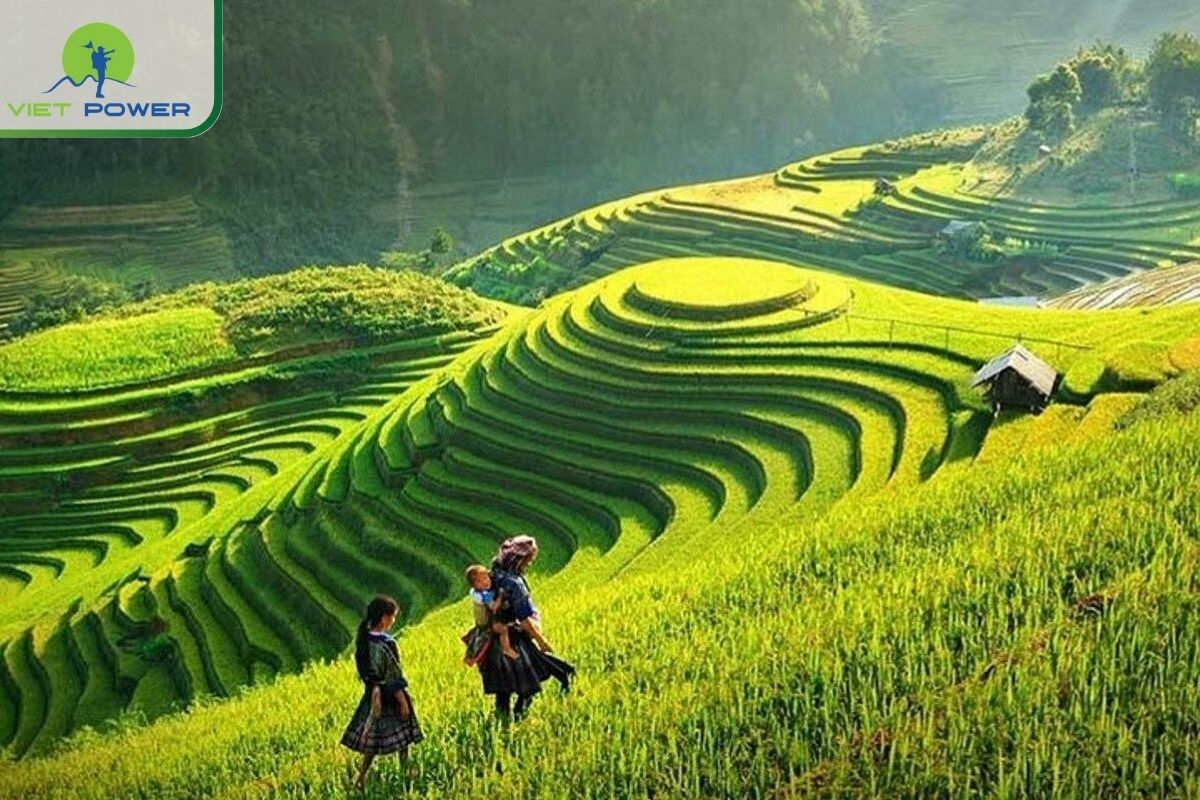 Sapa – Cloud-Hunting & Terraced Rice Marvels