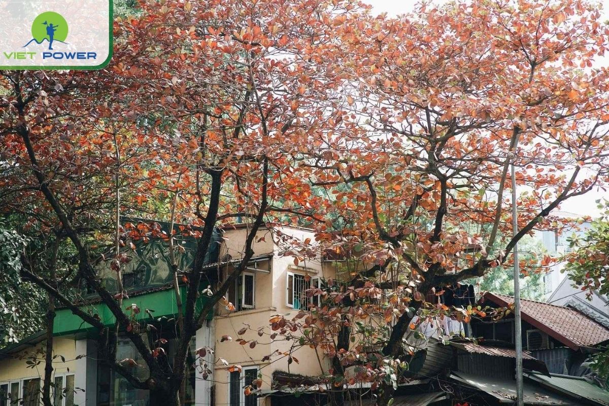 At-a-Glance: Temperature & Rainfall in November