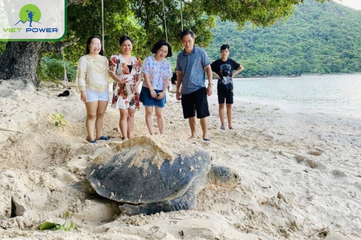 Green turtle nesting season in Con Dao