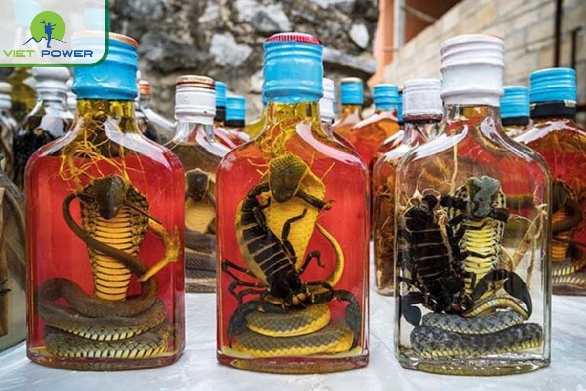 Traditional Medicine and Snake Wine