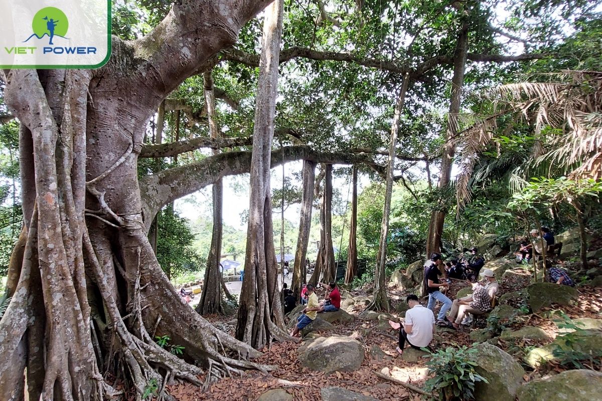 Relax under the tree feeling the sea breeze
