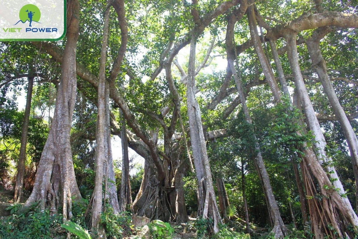 Son Tra Banyan Tree