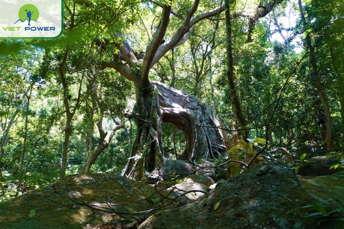 The 1,000-Year-Old Banyan Tree at Monkey Mountain