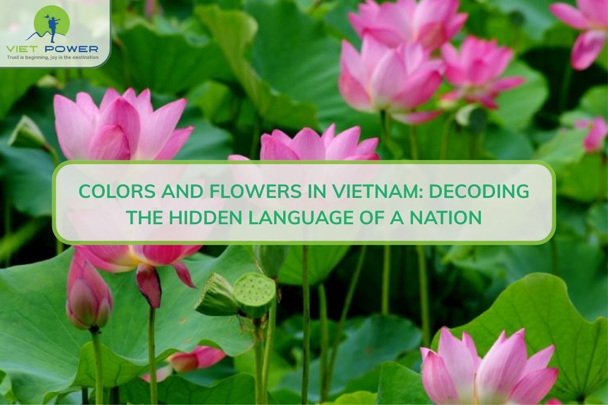 Color And Flowers In Vietnam: Decoding The Hidden Language Of A Nation