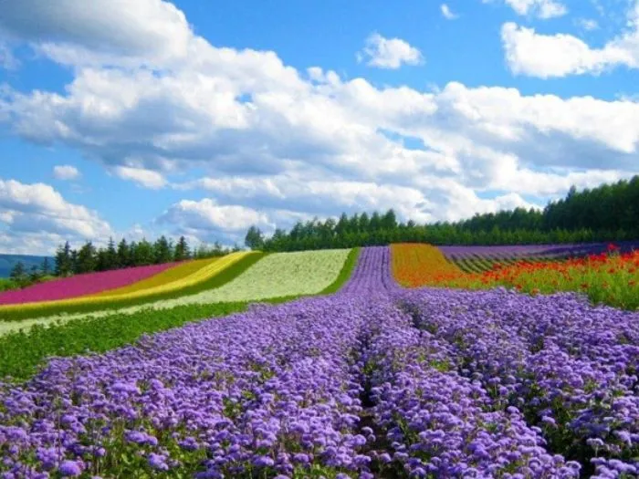 Nha Trang - Da Lat tour 2 Days 1 Night