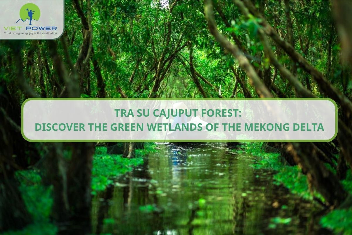 Tra Su Cajuput Forest: Discover the Green Wetlands of the Mekong Delta