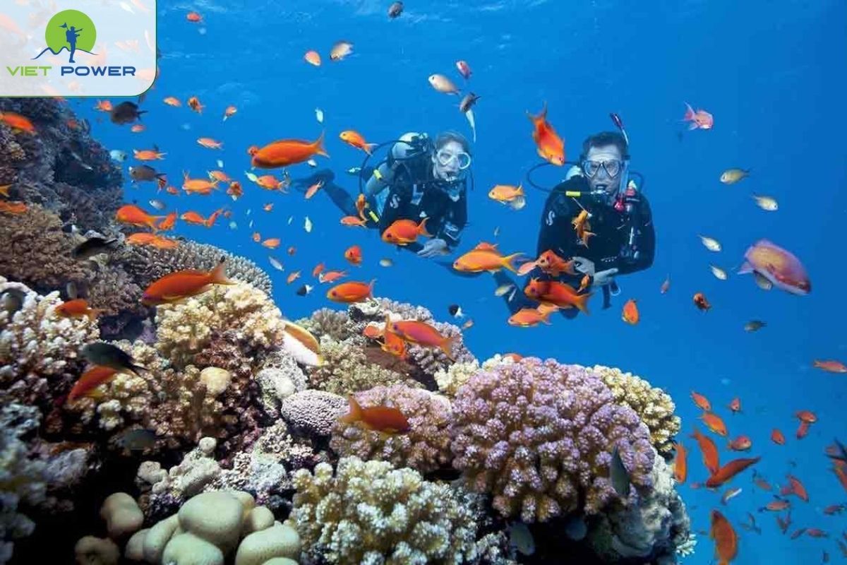 Diving to see coral at Hon Mun Nha Trang