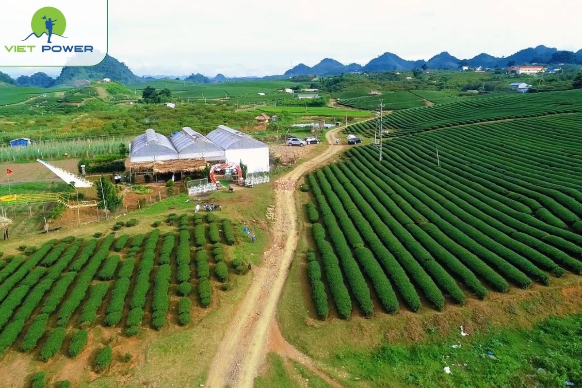 Heart Tea Hill